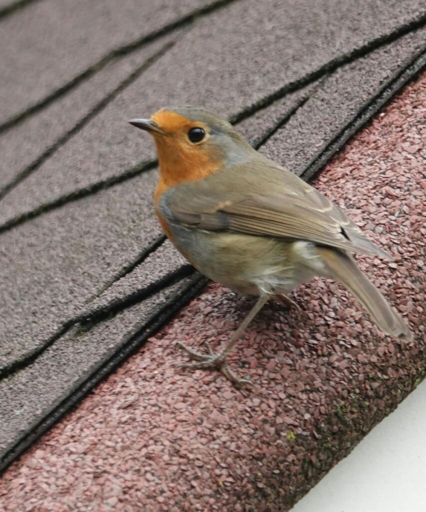 bird on roof